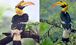 Hornbills: ಮರಗಳ ಮೇಲೆ ಮೂಡಿರುವ ಮಂಗಟ್ಟೆಯ ಮೈತ್ರಿ ಕಥೆ