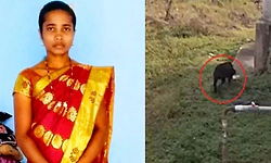 ದಾವಣಗೆರೆಯಲ್ಲಿ ರಾಟ್‌ ವ್ಹೀಲರ್‌ ನಾಯಿ ದಾಳಿಗೆ ಮಹಿಳೆ ಬಲಿ