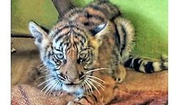 Hunsur: 3 ತಿಂಗಳ ಹುಲಿ ಮರಿ ಸೆರೆ