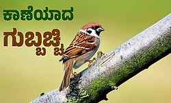 Sparrow: ಕಾಣೆಯಾದ ಗುಬ್ಬಚ್ಚಿ ‌