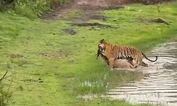 ಬಂಡೀಪುರ, ನಾಗರಹೊಳೆ ಹುಲಿಗಳಿಗೆ ಕ್ಯಾಮೆರಾ ನಿಗಾ!