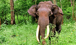 Chikmagalur: ಕಾಫಿನಾಡಲ್ಲಿ ನಿಲ್ಲದ ಕಾಡಾನೆ ದಾಳಿ