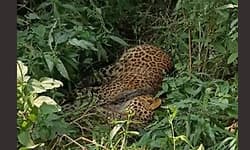 ತಾಳಗುಂದ ಹತ್ತಿರ ಕುಣಿಕೆಗೆ ಸಿಕ್ಕು ಚಿರತೆ ಸಾವು