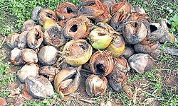 ತೆಂಗಿನ ಬೆಳೆಗೆ ಮಂಗಗಳ ಜತೆ ಈಗ ಅಳಿಲುಗಳ ಕಾಟ!