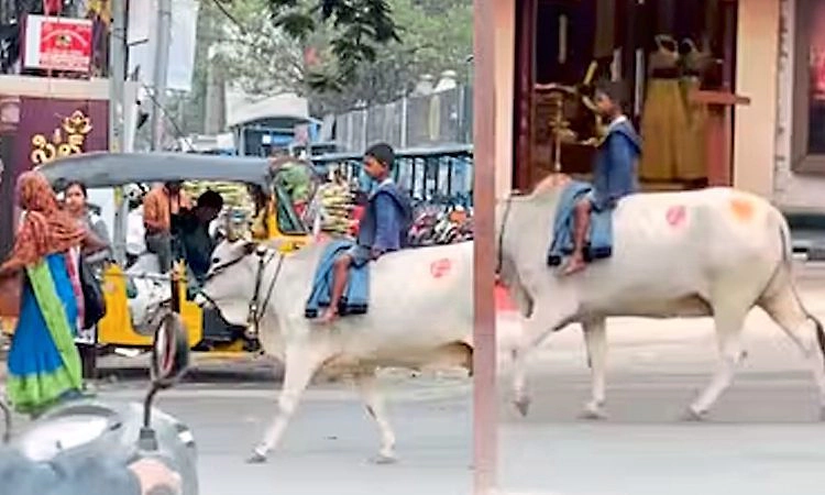 Viral Video: ಜನನಿಬಿಡ ರಸ್ತೆಯಲ್ಲಿ ಹಸುವಿನ ಮೇಲೆ ಸವಾರಿ ಮಾಡಿದ ಬಾಲಕ