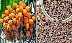 ದ.ಕ. ಜಿಲ್ಲೆ: ಅಡಿಕೆ, ಕಾಳುಮೆಣಸು ಬೆಳೆ ವಿಮೆ ಪಾವತಿ ಆರಂಭ