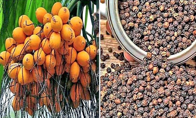 ದ.ಕ. ಜಿಲ್ಲೆ: ಅಡಿಕೆ, ಕಾಳುಮೆಣಸು ಬೆಳೆ ವಿಮೆ ಪಾವತಿ ಆರಂಭ