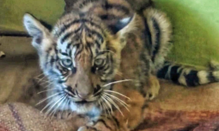 Hunsur: ತಾಯಿಯಿಂದ ಬೇರ್ಪಟಿದ್ದ ಹುಲಿಮರಿ ಬನ್ನೇರುಘಟ್ಟಕ್ಕೆ