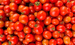 Kolar: ವಾರದಲ್ಲಿ 100 ರೂ. ಗಡಿಯತ್ತ ಕೆ.ಜಿ. ಟೊಮೇಟೋ ಧಾ​ರ​ಣೆ​ ?