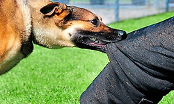 Siruguppa: ನಾಯಿ ಕಡಿದು ವ್ಯಕ್ತಿ ಮೃತ್ಯು