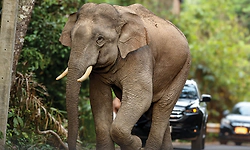 ಕಾಪಾಡಿ.. ಕಾಪಾಡಿ..! ಕಾಡು ಪ್ರಾಣಿಗಳ ಮೊರೆ, ಆಲಿಸು ದೊರೆ...