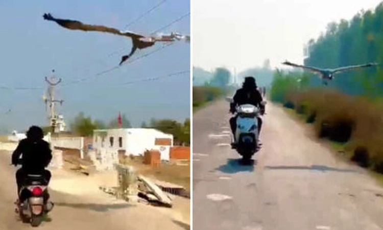 ಕೊಕ್ಕರೆ-ಮನುಷ್ಯನ ಅಪೂರ್ವ ಬಂಧ