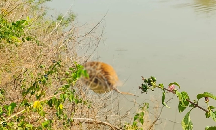 ಗುಂಡ್ಲುಪೇಟೆ: ಕೆರೆಯಲ್ಲಿ ಕೊಳೆತ ಸ್ಥಿತಿಯಲ್ಲಿ ಹುಲಿ ಮೃತದೇಹ ಪತ್ತೆ