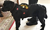 NSG dog gets COAS commendation for sniffing explosives during 2025 Red Fort area blast
