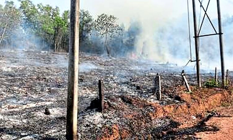 Kadaba: ಕೊೖಲದಲ್ಲಿ ಆಕಸ್ಮಿಕ ಬೆಂಕಿ; ಗಿಡಗಂಟಿ, ಹುಲ್ಲುಅಗ್ನಿಗಾಹುತಿ