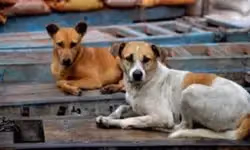 Students for Streeties urge Karnataka to scale up ABC, ARV programmes