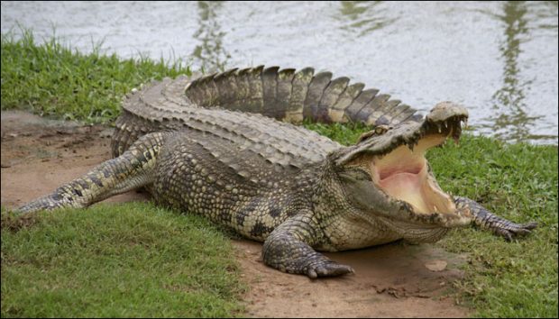 Crocodile-700.jpg