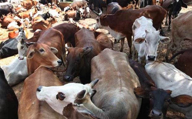 cows-aadhaar.jpg