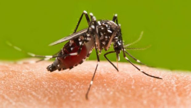 Malaria,-dengue,-chikunguny.jpg
