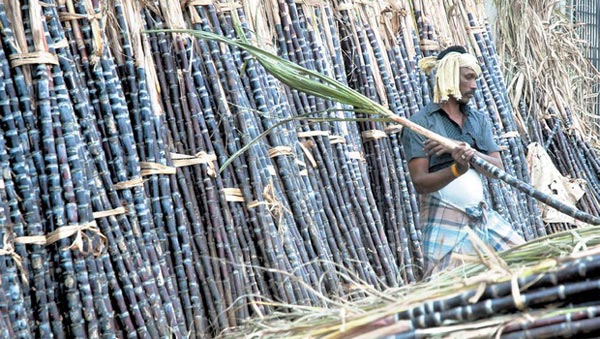 sugarcane_deaths_mandya.jpg