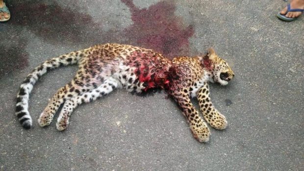 Leopard-dead-700.jpg