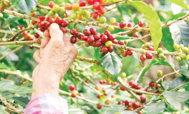 coorg-coffee-plantations.jpg