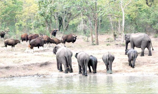 Elephant-on-forest.jpg