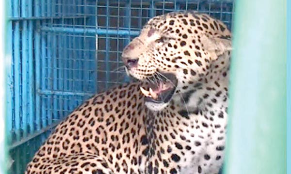 Leopard-big-11.jpg