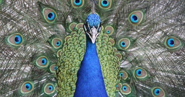 peacock-18-5.jpg