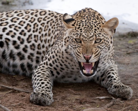 leopard-700.jpg