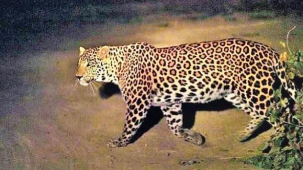 leopard.jpeg