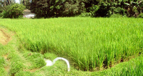 paddy-crop-600.jpg