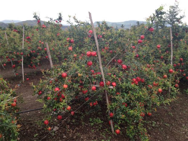 pomegranate-growers.jpg