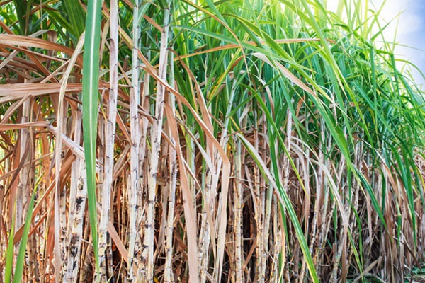 sugarcane-ss.jpg