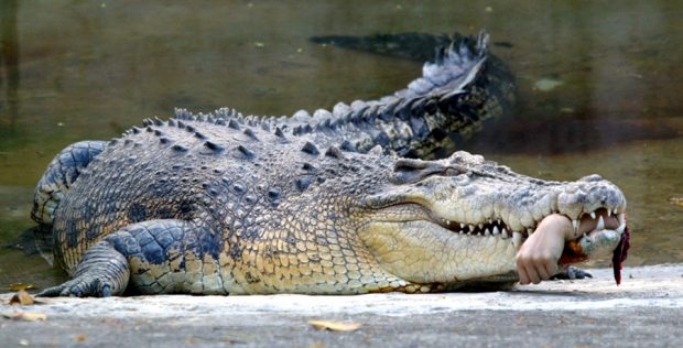 crocodile-attack-700.jpg
