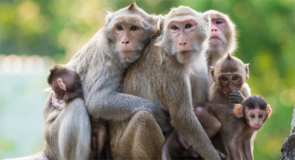 monkey-group-11-1.jpg