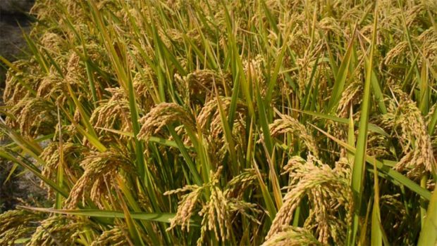 kerala-model-rice-crop.jpg