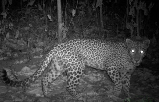 leopard-night.jpg