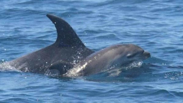 dolphin-calf.jpg