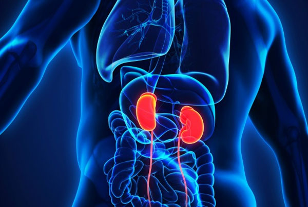 kidney.jpg