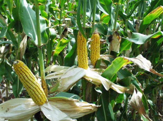 Corn-Agriculture
