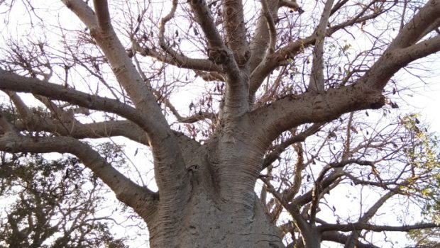 Bahu-Tree-726