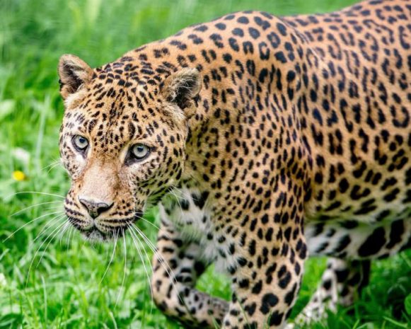 Leopard-attack-700