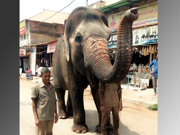 elephant-subhadra