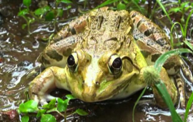 Indian bullfrog 2
