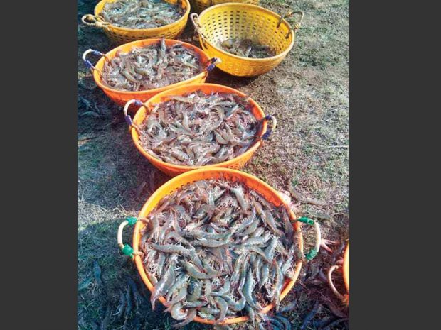 Shrimp-farming