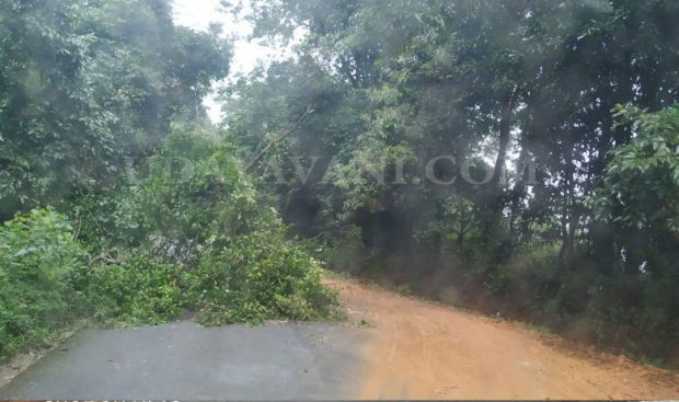 Charmadi ghat road fallen trees 1