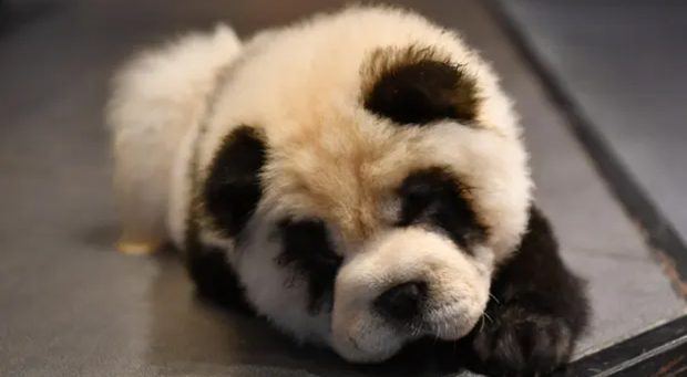 Dog-Panda-22-10
