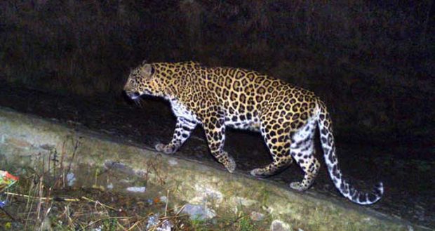 Leopard-attack