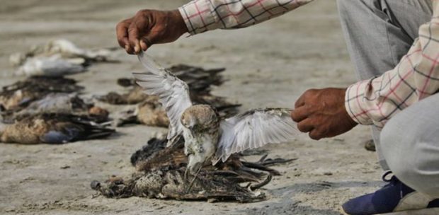 Sanbhar-Lake-Bird-Tragedy-730